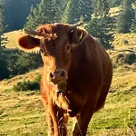 Schwarzwald Apartamento Hinterzarten